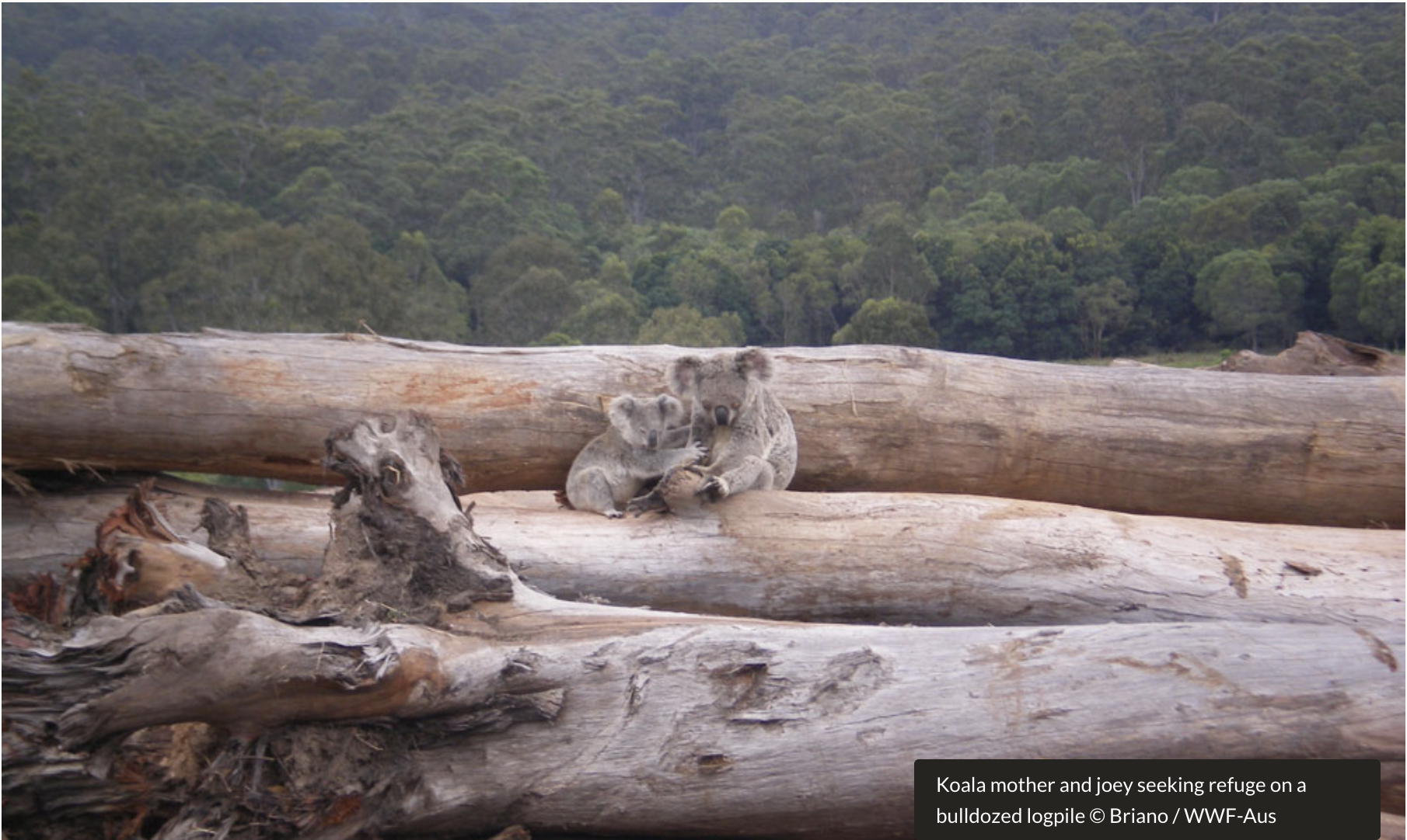 Lament for Drought, Deforestation, Flood